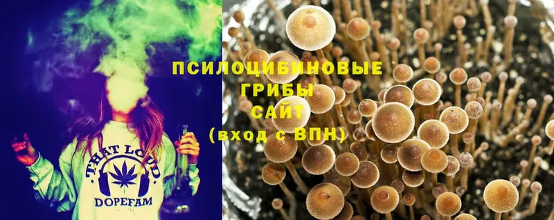 Псилоцибиновые грибы Magic Shrooms  Кашин 